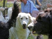 Puppys van Bliss040622-0176